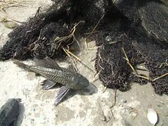 Bạc Liêu: Cảnh Báo Cá Lau Kiếng Xâm Hại – Tạp Chí Thủy Sản Việt Nam Bạc Liêu: Cảnh Báo Cá Lau Kiếng Xâm Hại – Tạp Chí Thủy Sản Việt Nam