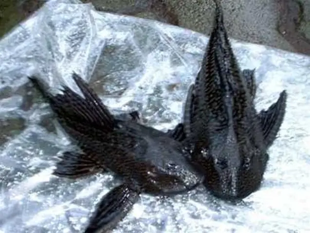 Nguy Cơ Từ Cá Lau Kính - Tuổi Trẻ Online Nguy Cơ Từ Cá Lau Kính - Tuổi Trẻ Online