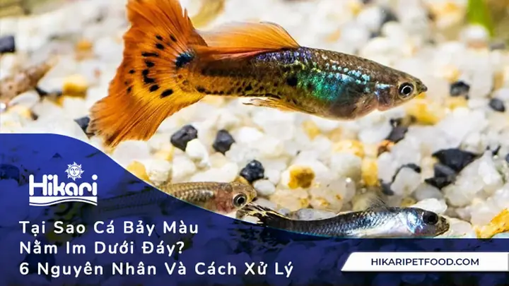 Tại Sao Cá Bảy Màu Nằm Im Dưới Đáy? 6 Nguyên Nhân Cách Xử Lý