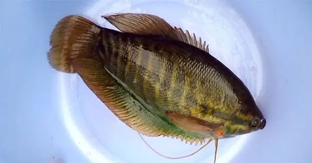 Tổng Hợp Các Loài Cá Nước Ngọt Phổ Biến Tại Việt Nam Bạn Nên Biết ... Tổng Hợp Các Loài Cá Nước Ngọt Phổ Biến Tại Việt Nam Bạn Nên Biết ...