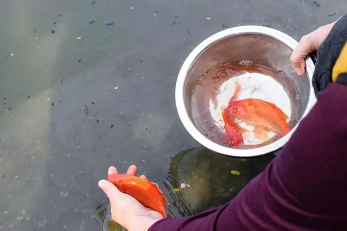 Lễ Ông Công Ông Táo: Thả Cá Chép Như Thế Nào Để Không Phạm Đại ...