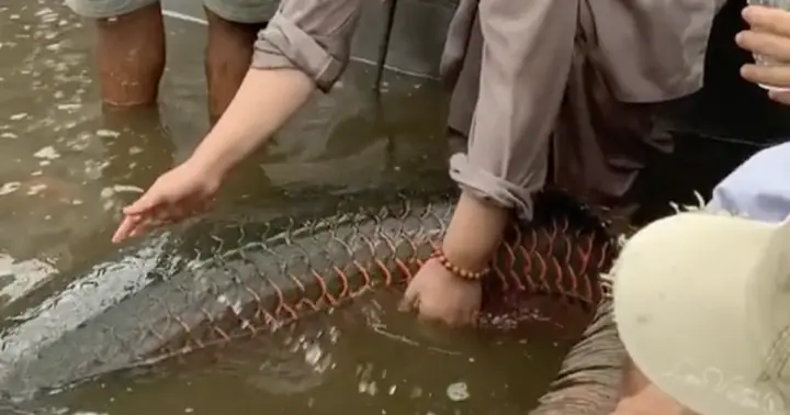 Tranh Cãi Vụ Phóng Sinh Cá Hải Tượng Long: Chuyên Gia Nói Gì? | Báo ...