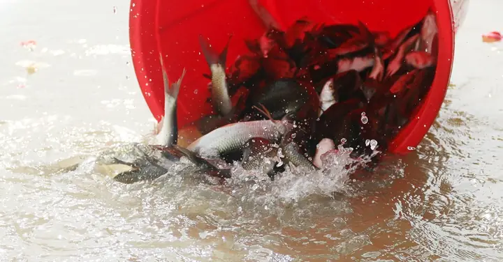 Phóng Sinh Chim, Cá: Phúc Đức Hay Thất Đức? Phóng Sinh Chim, Cá: Phúc Đức Hay Thất Đức?