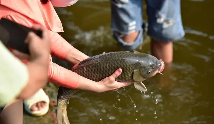 Văn Khấn Phóng Sanh: Bài Cúng, Nghi Thức Chuẩn, Đầy Đủ Nhất Văn Khấn Phóng Sanh: Bài Cúng, Nghi Thức Chuẩn, Đầy Đủ Nhất