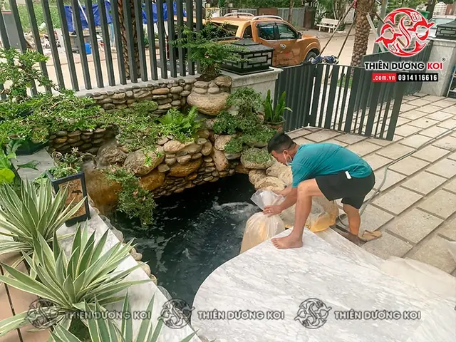Thi Công Hồ Cá Koi Tinh Tế Với Đá Cuội Và Cây Xanh