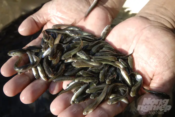 Thả Hơn 1 Triệu Cá Giống Bản Địa Xuống Sông Hậu Tái Tạo Thủy Sản