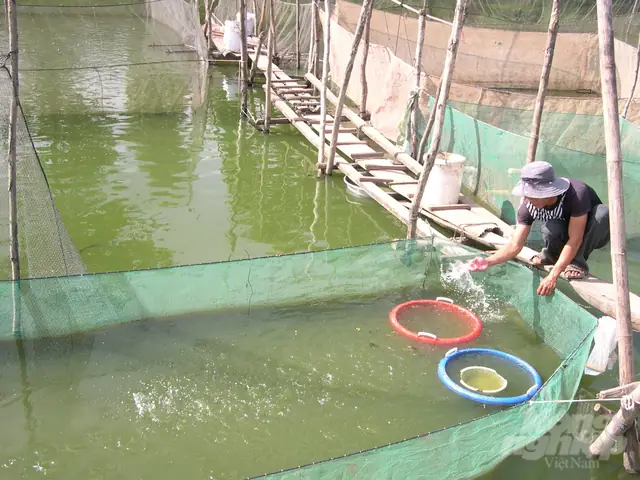 Thả Hơn 1 Triệu Cá Giống Bản Địa Xuống Sông Hậu Tái Tạo Thủy Sản