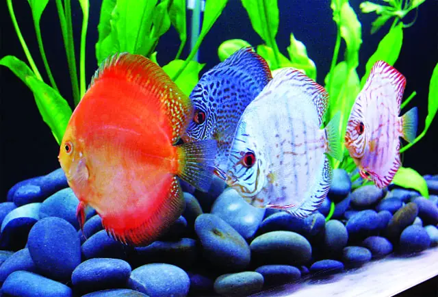 Thiên Đường Cá Cảnh