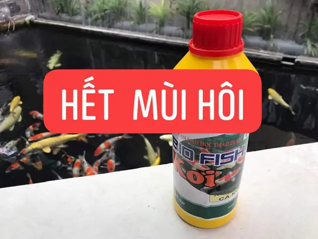 10/ Vi Sinh Sử Lý Nước Hồ Cá Koi 10/ Vi Sinh Sử Lý Nước Hồ Cá Koi