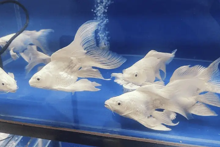 Cá Chép Sư Tử Ăn Gì? 4 Loại Thức Ăn Cho Cá Chép Sư Tử - King Bio