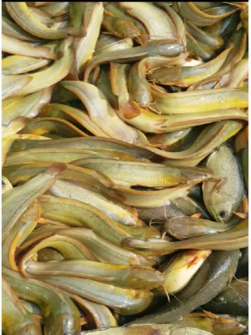 Cá Trê Vàng | Kỹ Thuật Chăm Sóc, Thức Ăn, Ao Hồ Nuôi Cá Trê Hiệu Quả