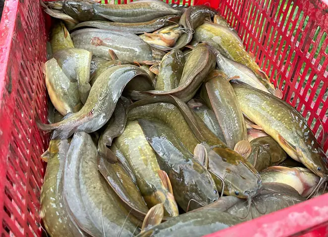 Micro, Til (180, 300, 450a), Til Tạo Vàng: Trọn Bộ Sản Phẩm Dành ...