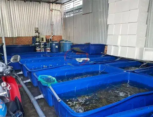 Thùng Nhựa Nuôi Cá 300l