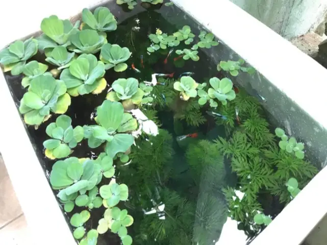 Lựa Chọn Thùng Xốp Nuôi Cá: Lối Chơi Không Mới, Không Cũ