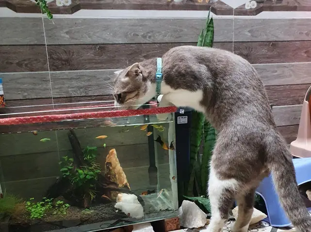 Tổng Hợp Chỗ Bán Cá Cảnh Tại Bảo Lộc | Địa Điểm Bảo Lộc Tổng Hợp Chỗ Bán Cá Cảnh Tại Bảo Lộc | Địa Điểm Bảo Lộc