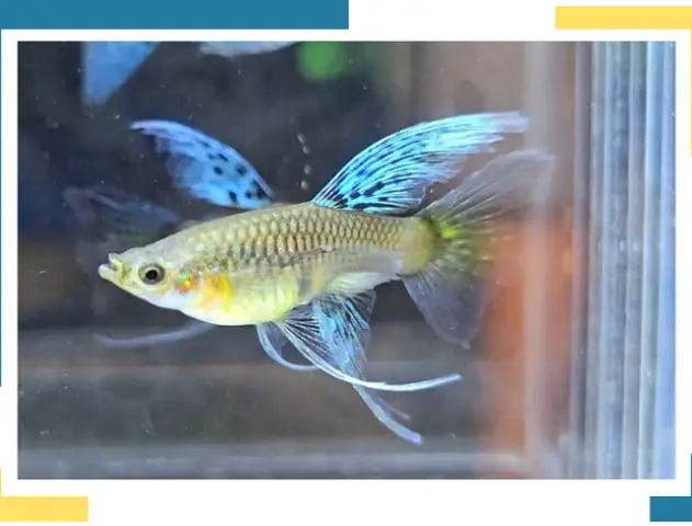 Blue Grass Ribbon Fin Dầy - Trại Cá 7 Màu - Guppy