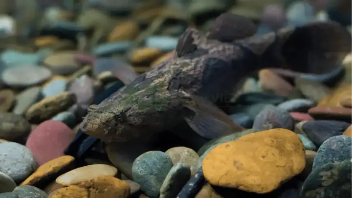 Trại Cá Bống Tượng Giống Tại Tỉnh Bà Rịa - Vũng Tàu