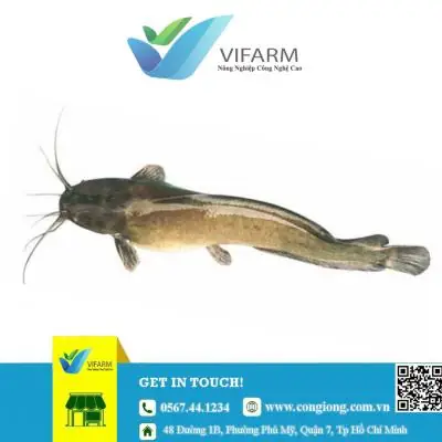 Trại Chuyên Cung Cấp Cá Giống Tại Vũng Tàu