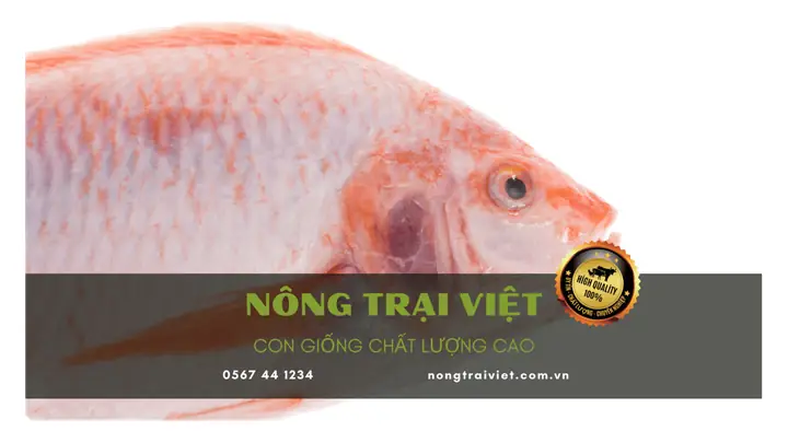 Trại Cá Bà Rịa