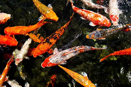 Châu Tống Fish Farm - Trại Nuôi Cá Cảnh Châu Tống
