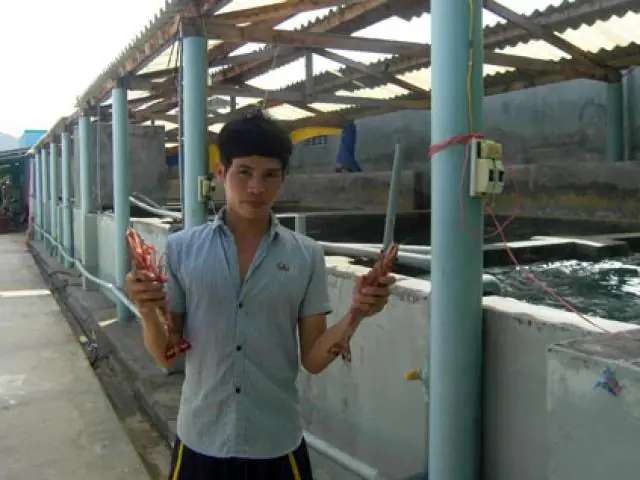 Tôm Giống Trung Kiên Được Nhiều Người Nuôi Ưa Chuộng