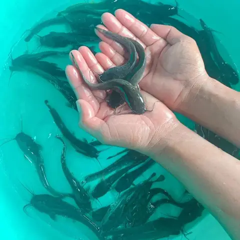 Cá Trê Giống| Trại Cá Giống Hải|cung Cấp Cá Giống