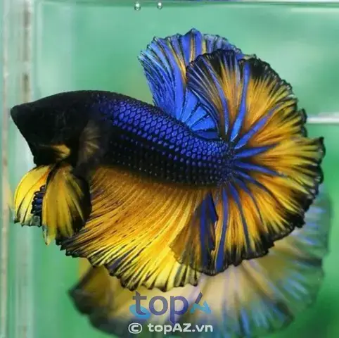 Tiêu Chí Đánh Giá Các Trại Cá Kiểng Diamond Da