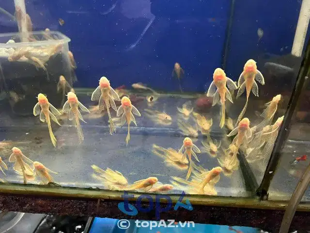 Câu Hỏi Thường Gặp Khi Chọn Trại Cá Kiểng Diamond Da