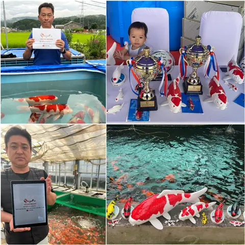 Ghé Thăm Top 11 Địa Chỉ Bán Cá Koi Tphcm Đẹp Mắt Uy Tín Ghé Thăm Top 11 Địa Chỉ Bán Cá Koi Tphcm Đẹp Mắt Uy Tín