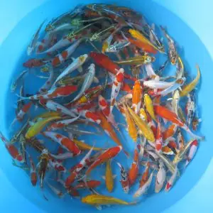 Lưu Trữ Cá Koi F1 Gò Vấp - Kỳ Anh Koi Farm