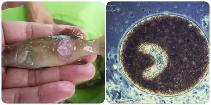 Chữa Trị Bệnh Trùng Quả Dưa Trên Cá - Công Ty Tnhh Thủy Sản Liên ...