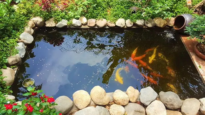 Sơ Đồ Hệ Thống Lọc Hồ Cá Koi Hoàn Chỉnh Sơ Đồ Hệ Thống Lọc Hồ Cá Koi Hoàn Chỉnh