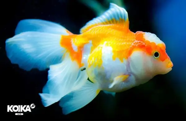 Men Vi Sinh Cho Cá Tiêu Hoá Tốt, Phòng Ngừa Bệnh Và Nâng Cao Sức Đề Kháng