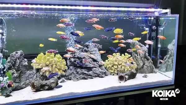 Bổ Sung Vi Sinh Cho Bể Cá Cảnh & Những Thắc Mắc, Sai Lầm Thường Gặp