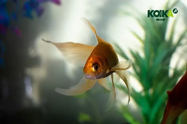 Sinh Làm Trong Nước Hồ Cá Và Khử Khí Độc