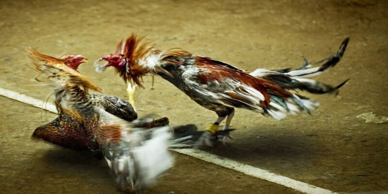 Lịch sử các trận đấu